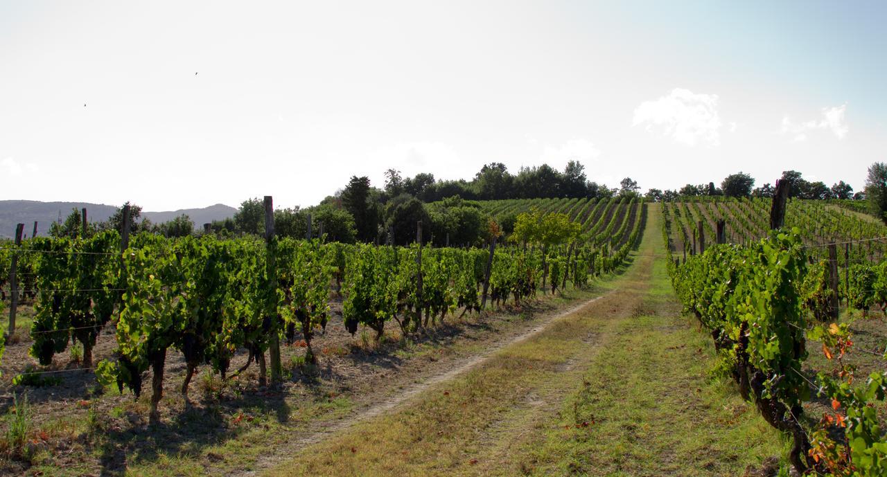 Fattoria Fibbiano Villa Terricciola Exterior photo